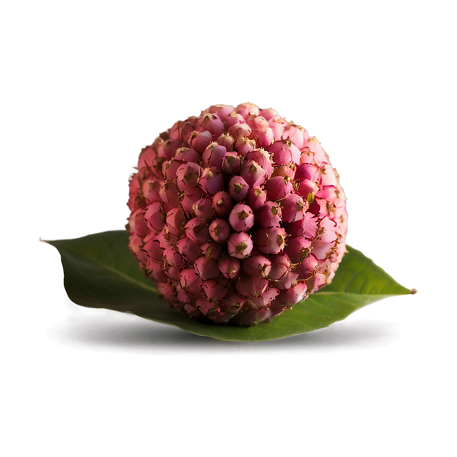 Lychee Seed Png 13