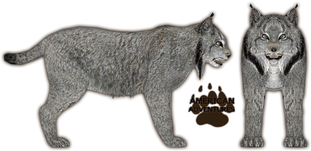 Lynx American Adventures Illustration