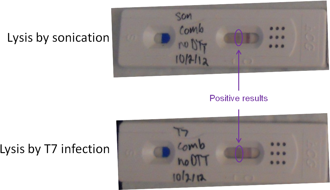 Lysis Comparison Test Strips