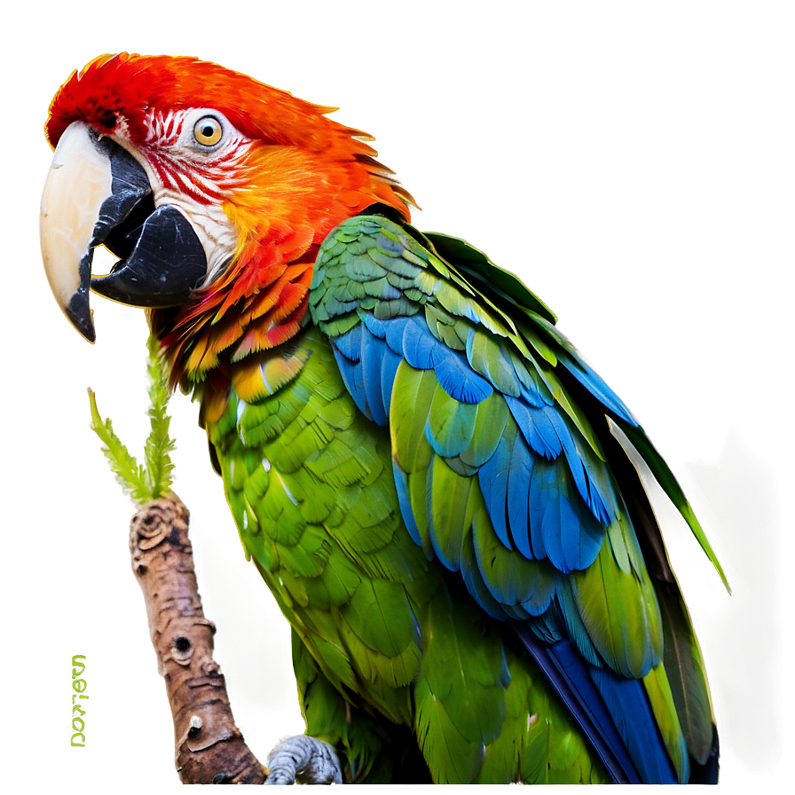 Macaw Parrot Bird Png 05032024