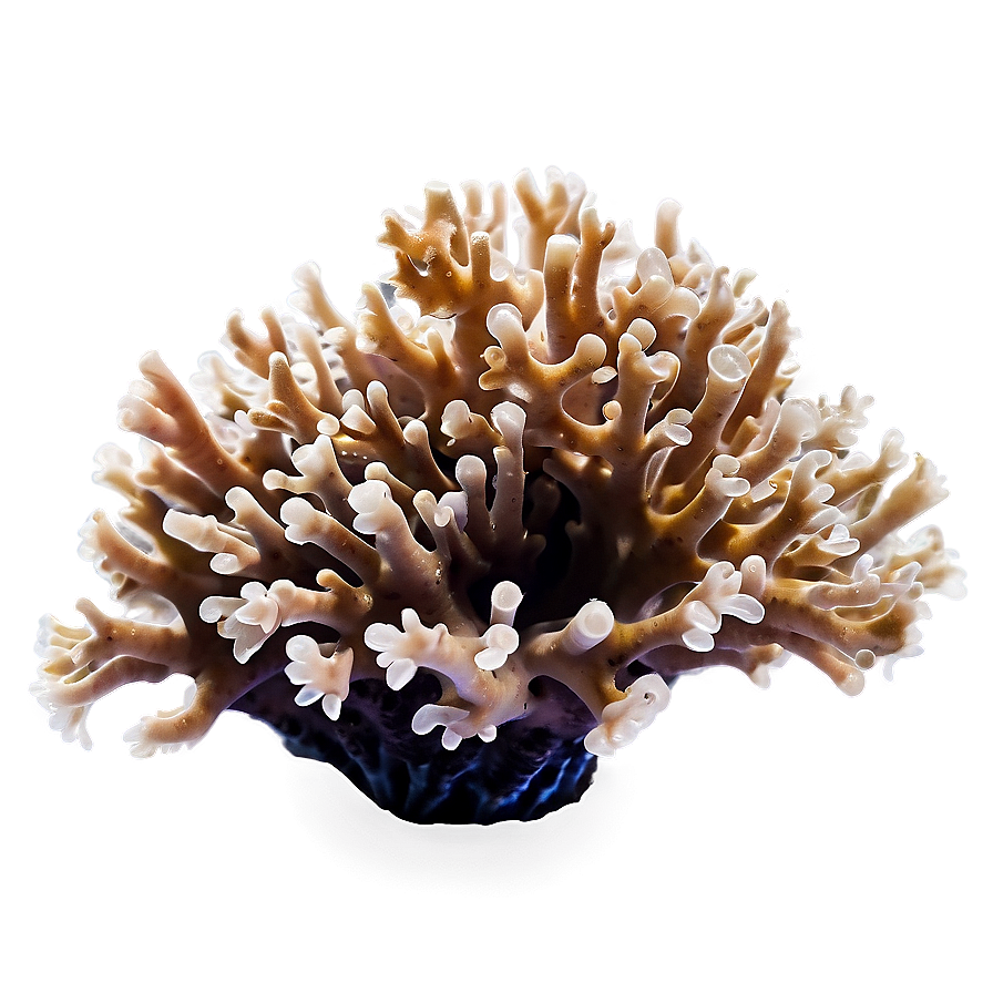 Macro Coral Beauty Png Nvh34