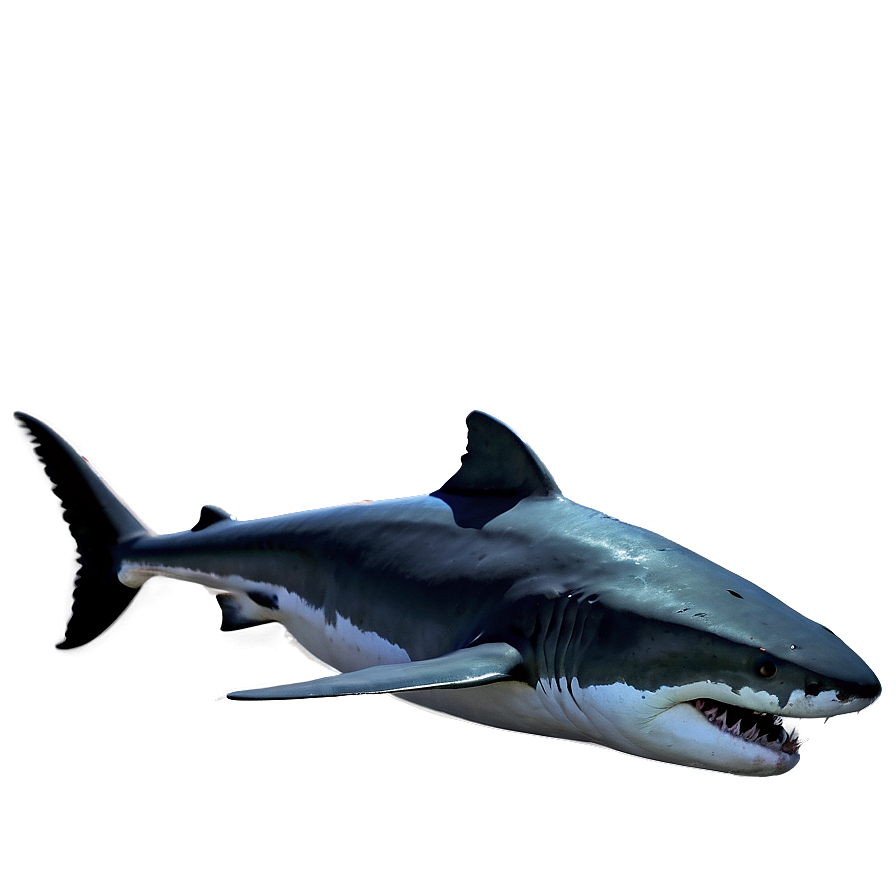 Mad Shark Underwater Png 95