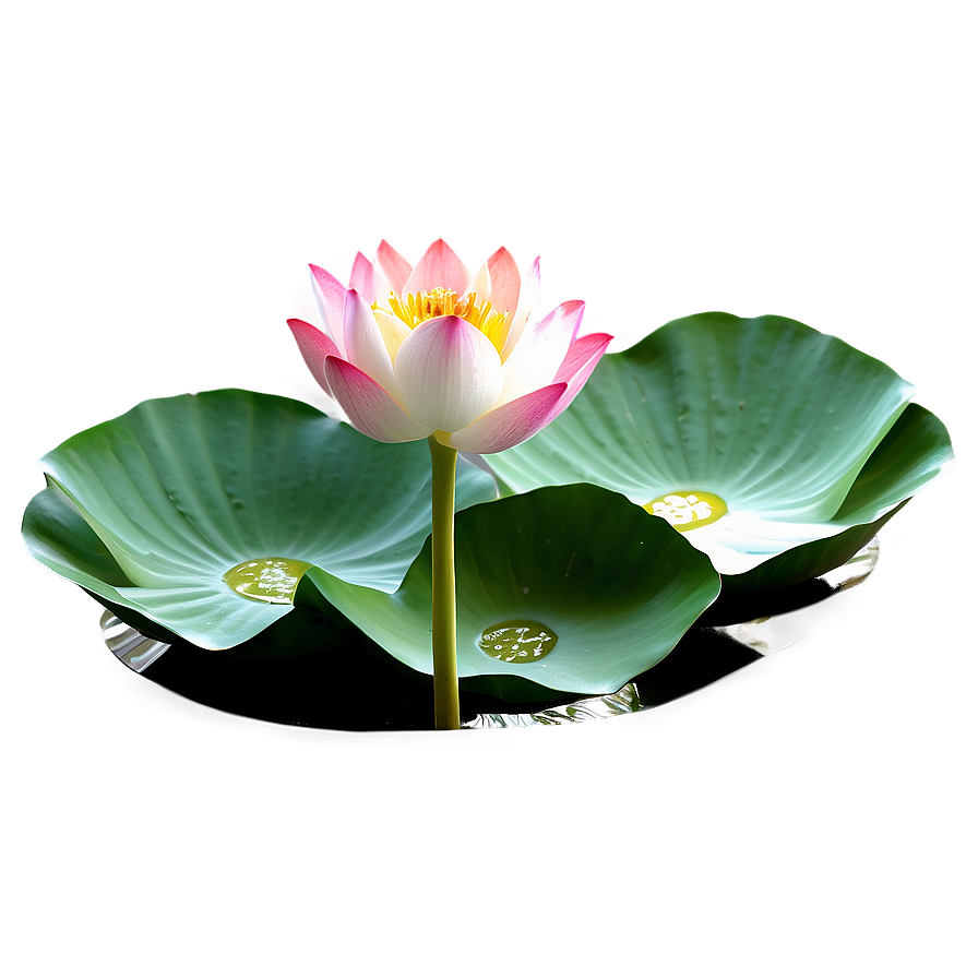 Magnificent Lotus Png Xde