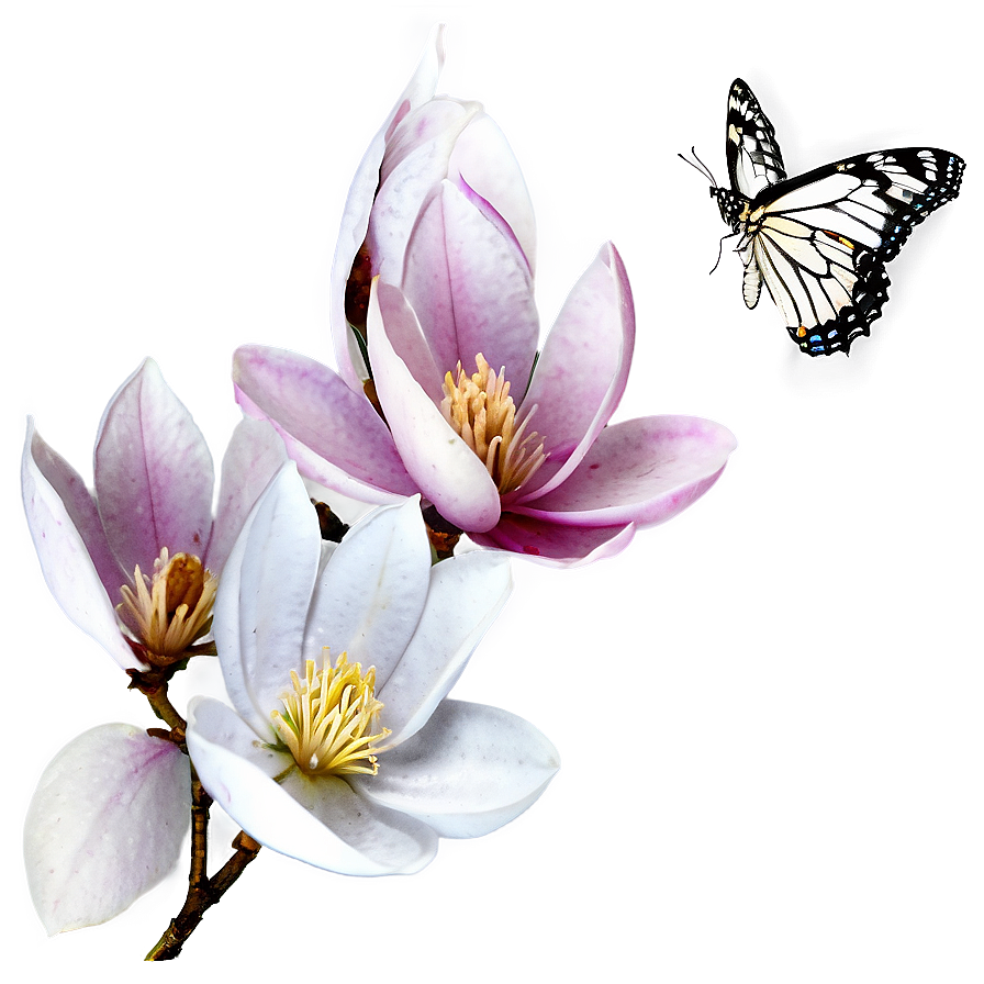 Magnolia And Butterfly Png 2