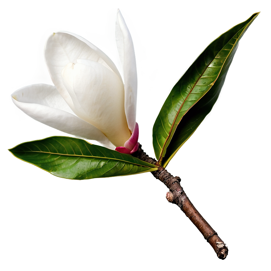 Magnolia Branch Png Mcp77