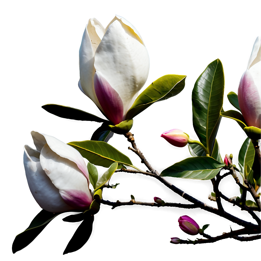 Magnolia C