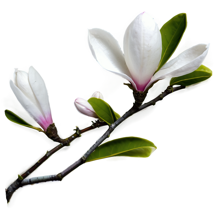 Magnolia Flower Branch Png 15