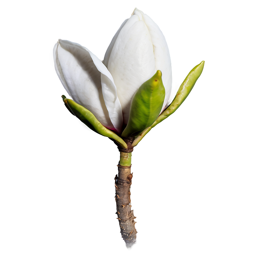 Magnolia Flower Bud Png Gny29