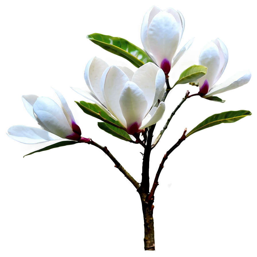 Magnolia Flower Bush Png 76