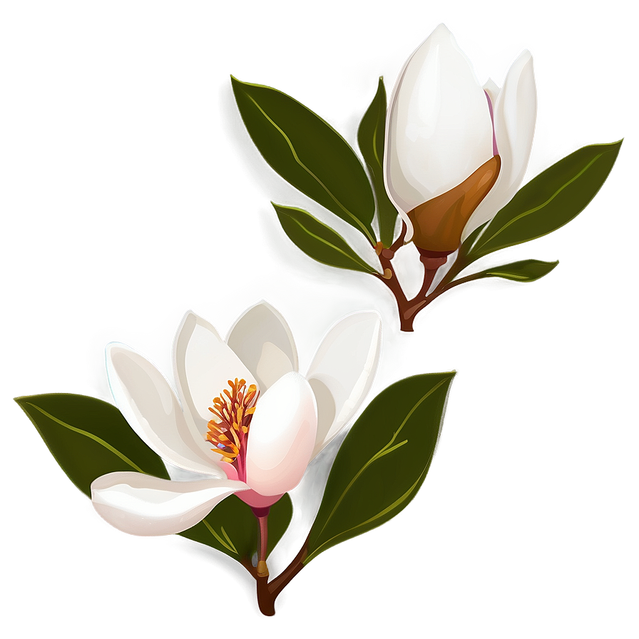 Magnolia Flower Clipart Png 06252024