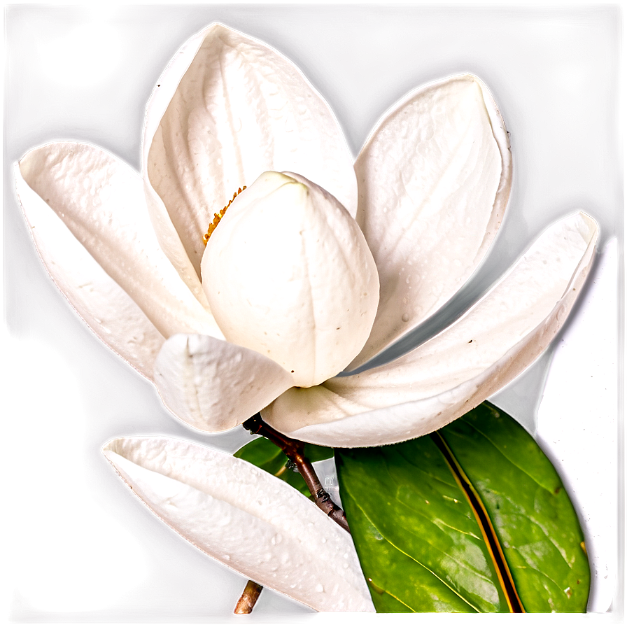 Magnolia Flower Close-up Png Jos72