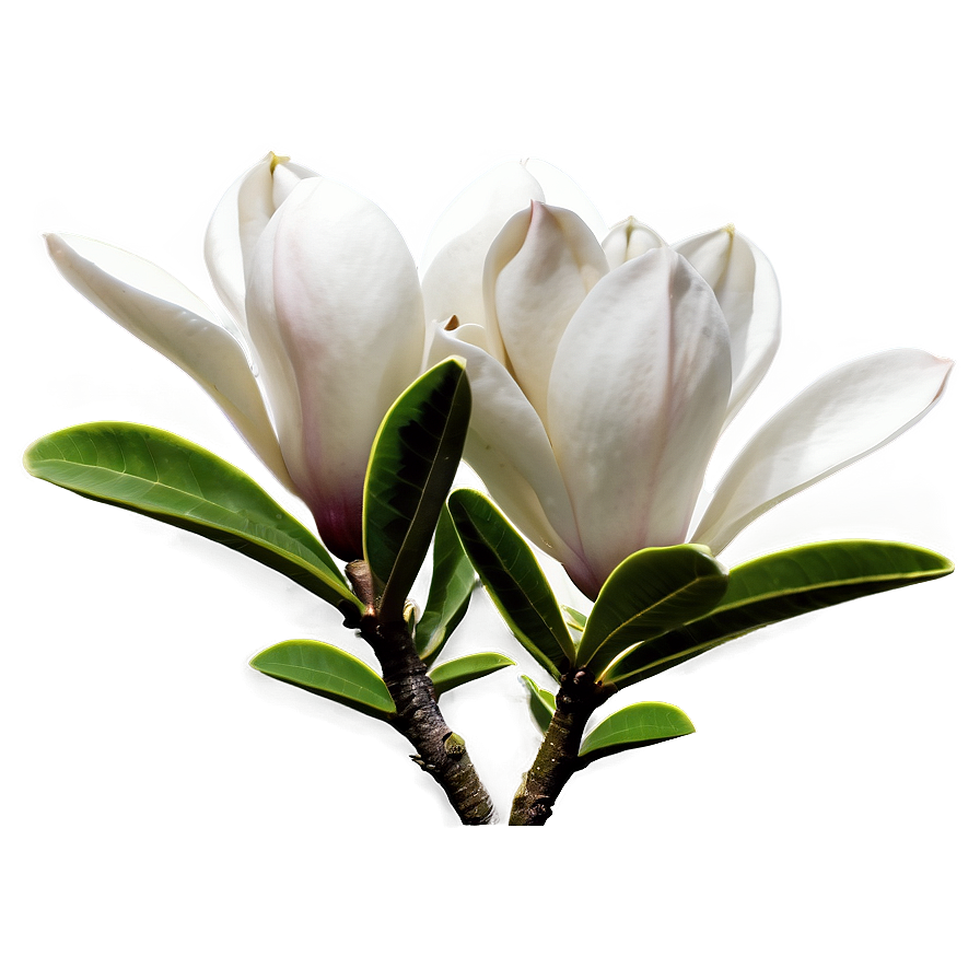 Magnolia Flower Landscape Png 35