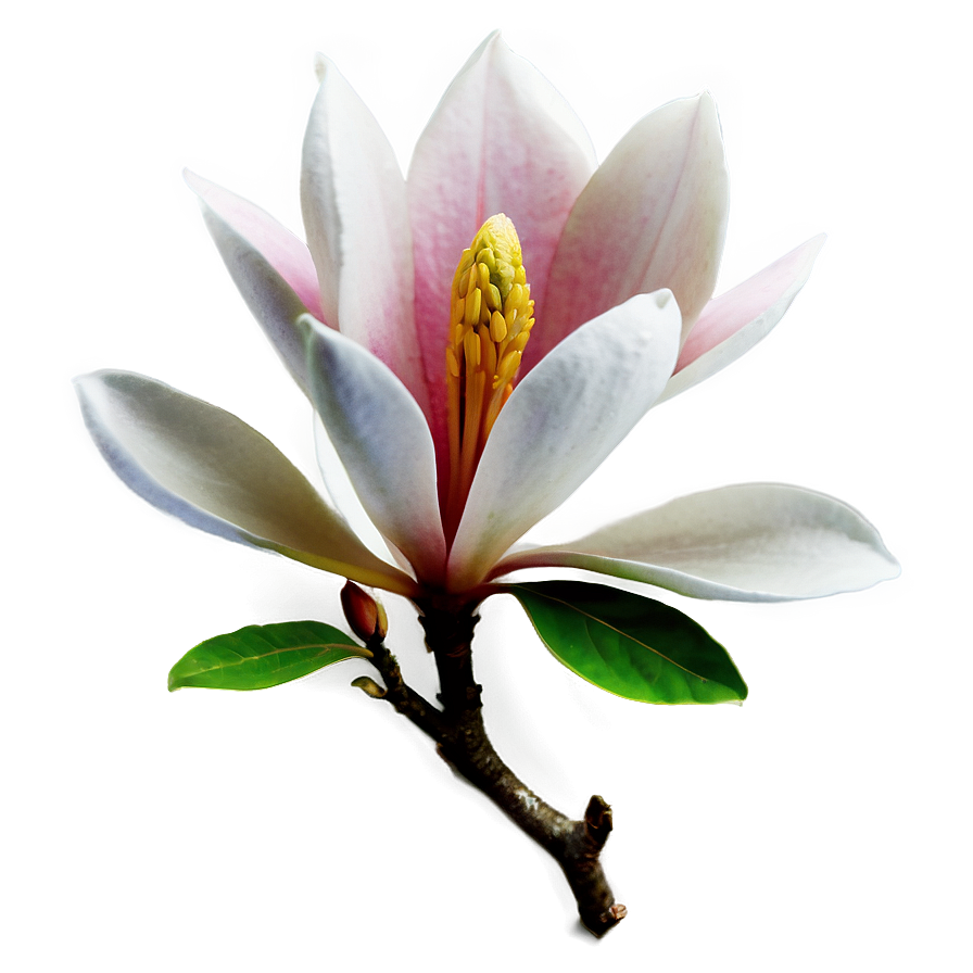 Magnolia Flower Tattoo Design Png 11