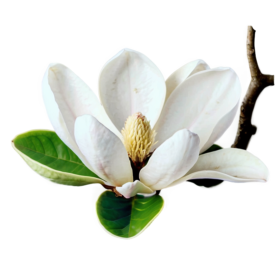 Magnolia In Full Bloom Png Ind87