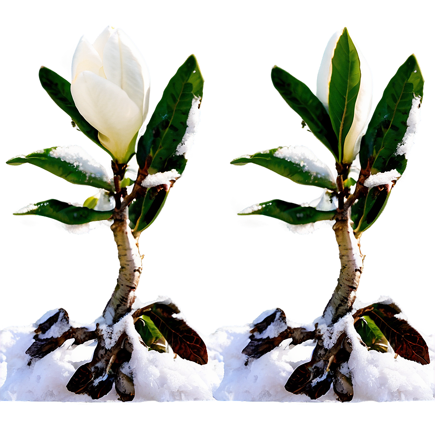 Magnolia In Snow Png 11