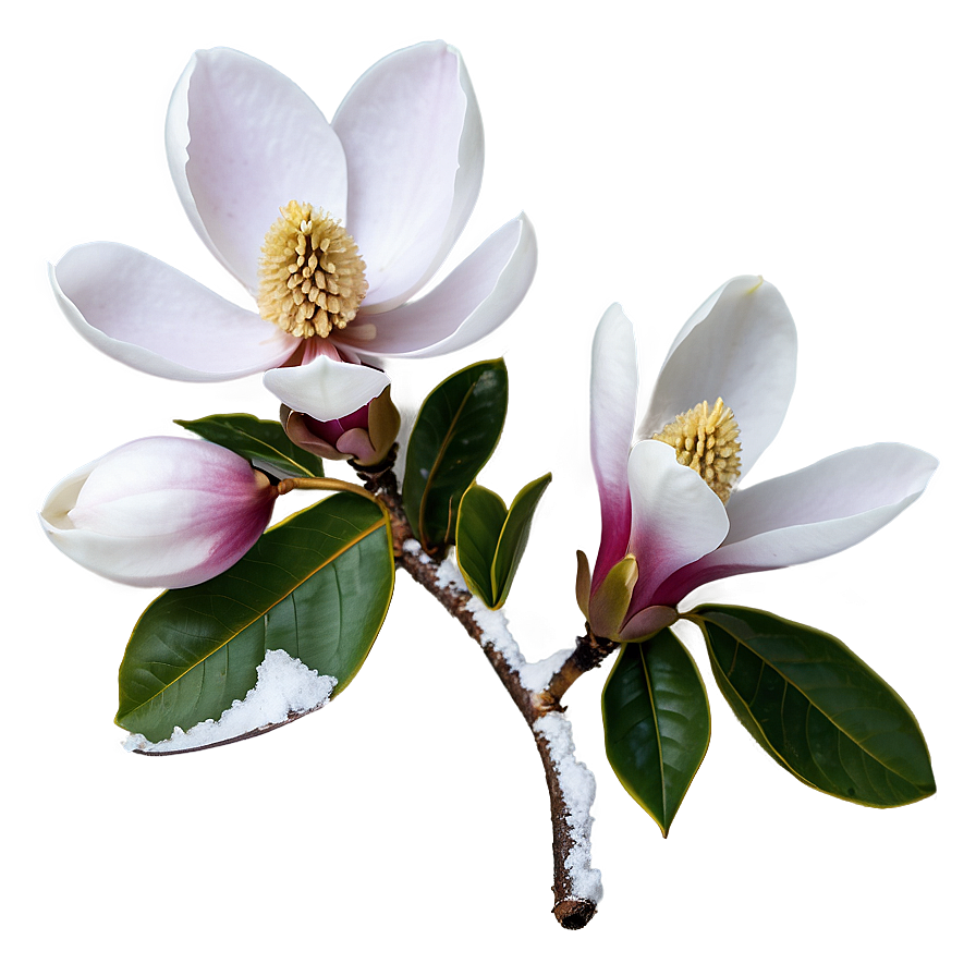 Magnolia In Snow Png Vpg56