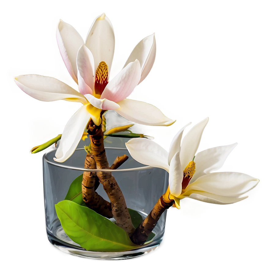 Magnolia In Vase Png Xlo