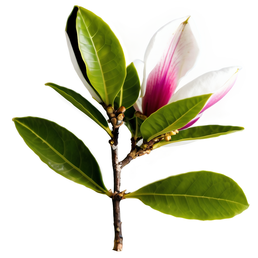 Magnolia In Wild Nature Png 37