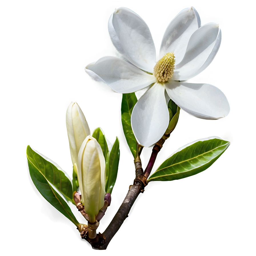 Magnolia In Wild Nature Png 61