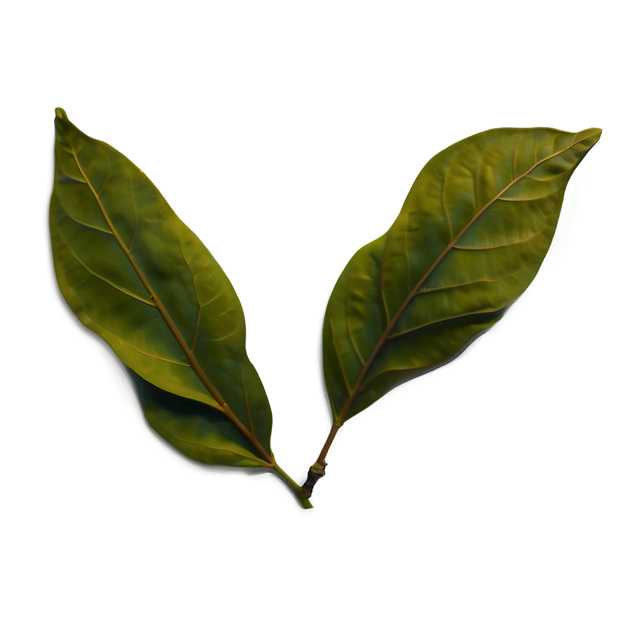 Magnolia Leaf Silhouette Png 13