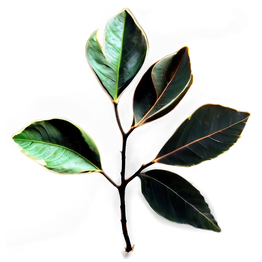 Magnolia Leaf Silhouette Png 38