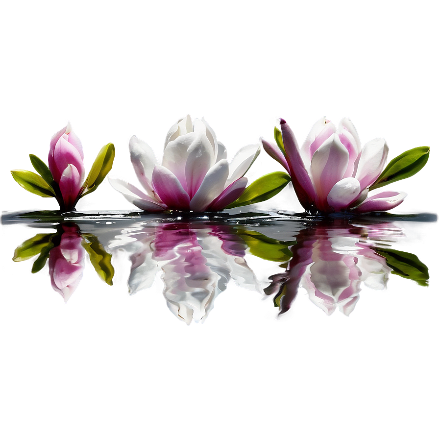 Magnolia Reflection In Water Png Bib45