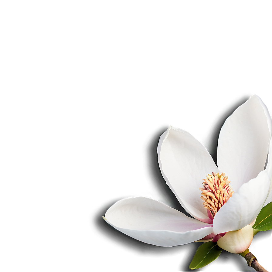 Magnolia Reflection In Water Png Nul24