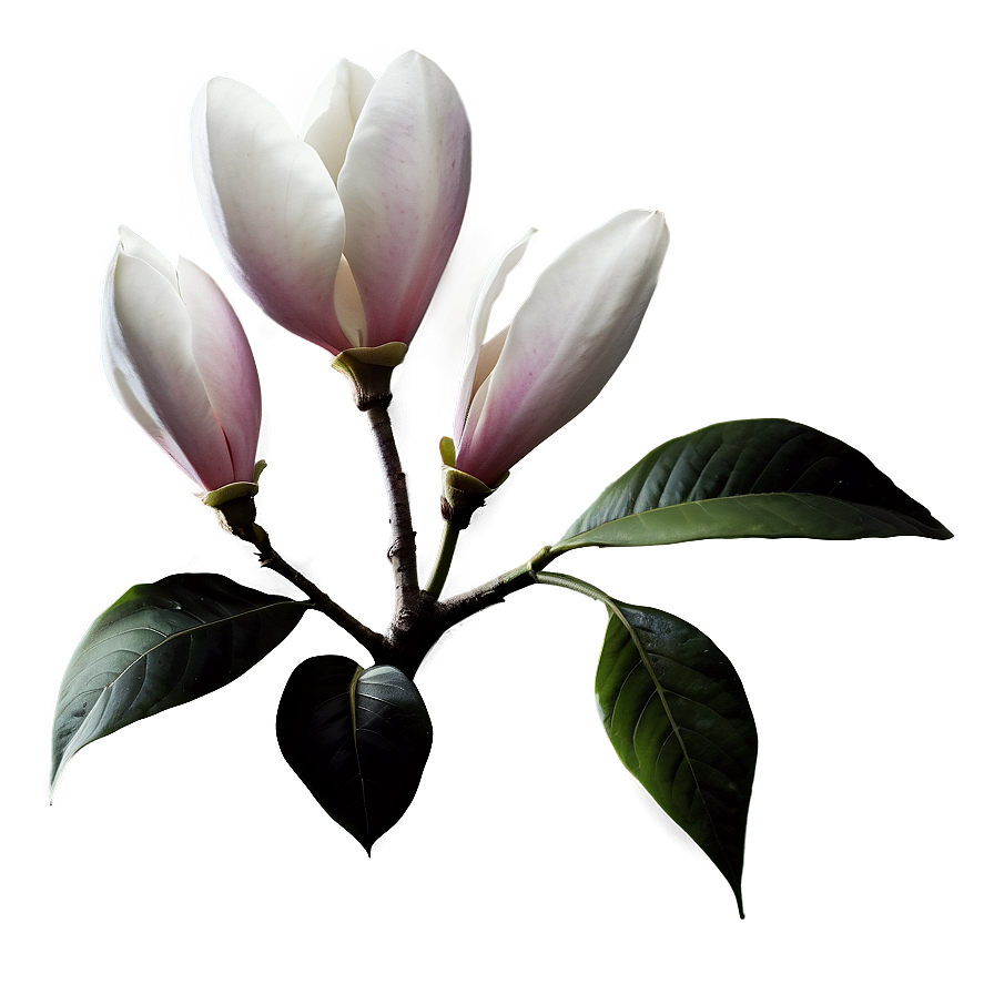 Magnolia Silhouette At Dusk Png 85