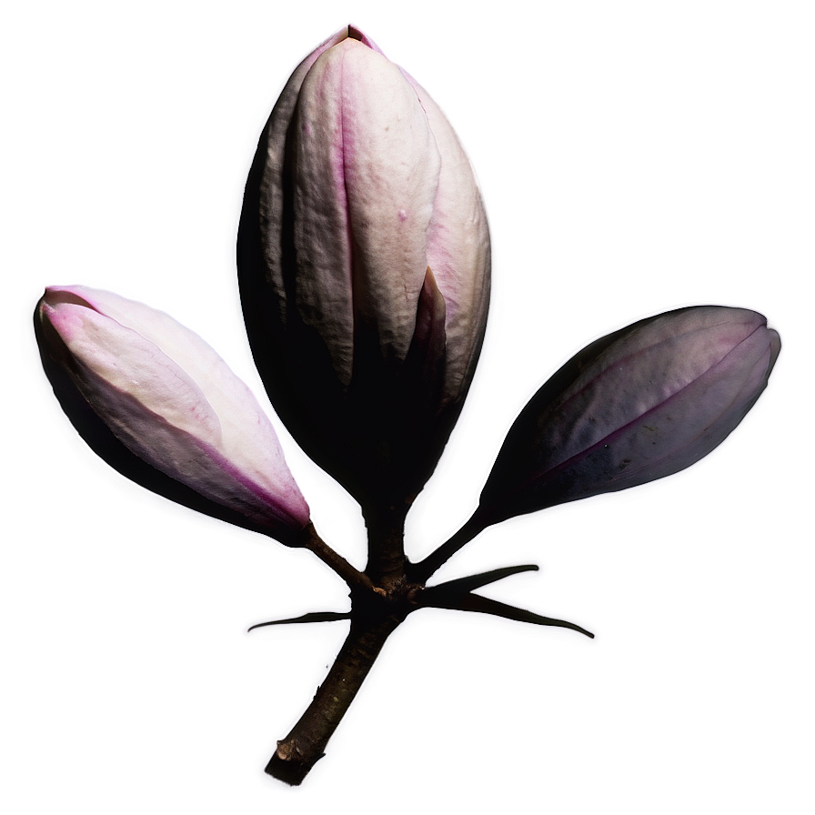 Magnolia Silhouette At Dusk Png 87