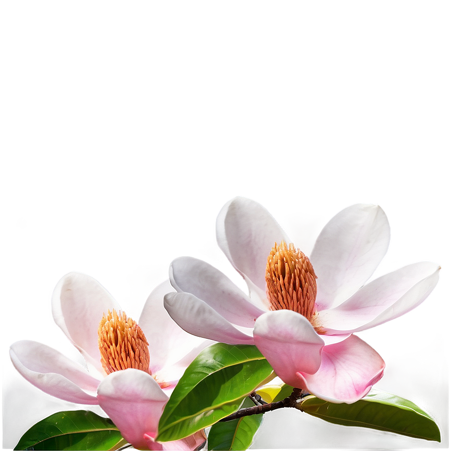 Magnolia Sunset Scene Png Ldq