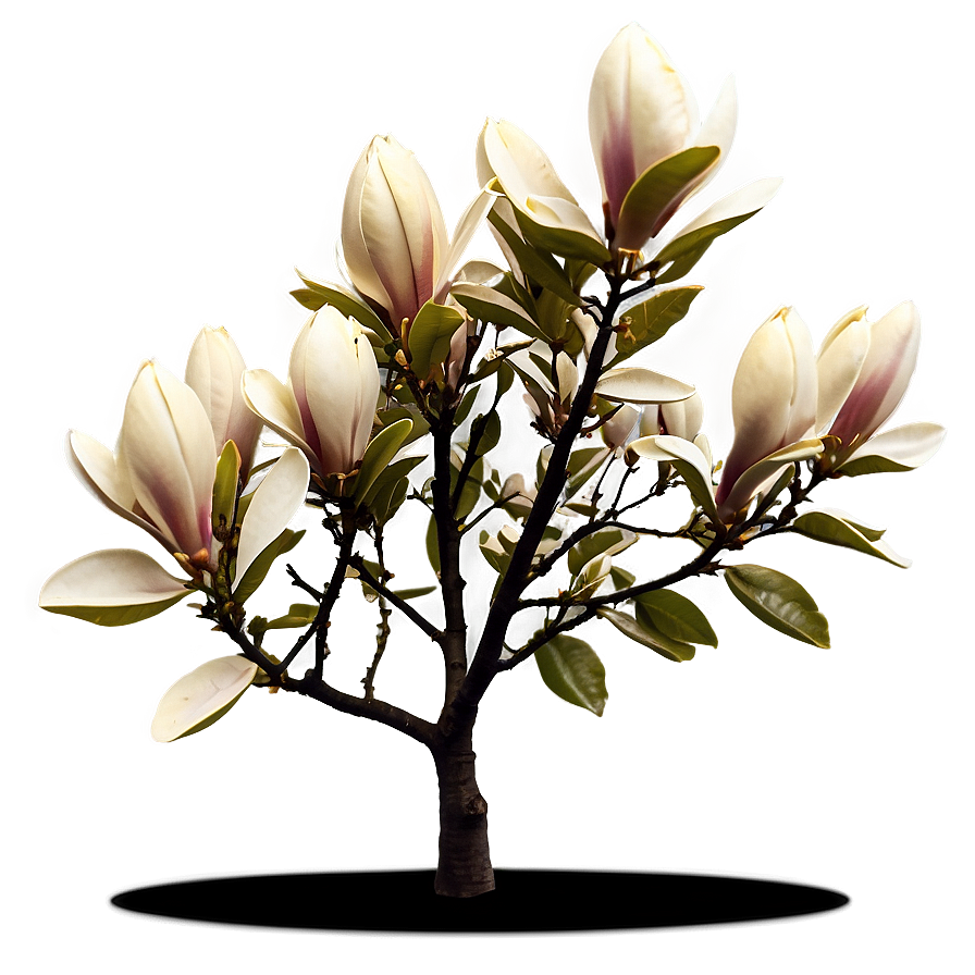 Magnolia Tree At Golden Hour Png Ipn79