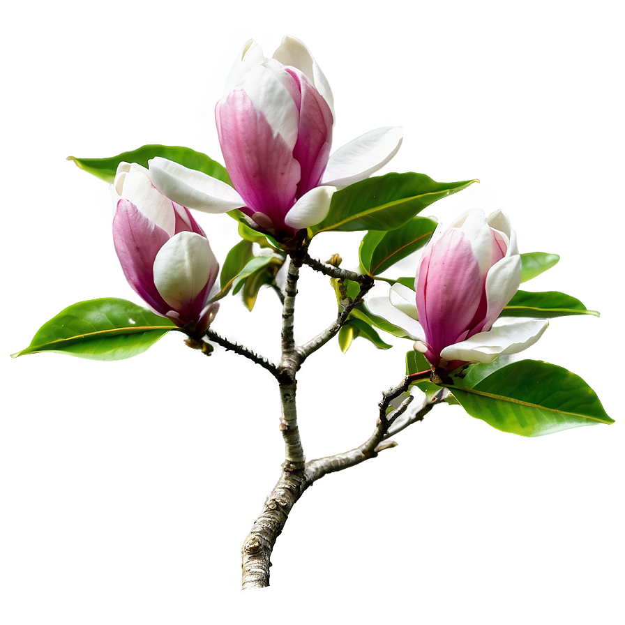 Magnolia Tree In Bloom Png Cnx