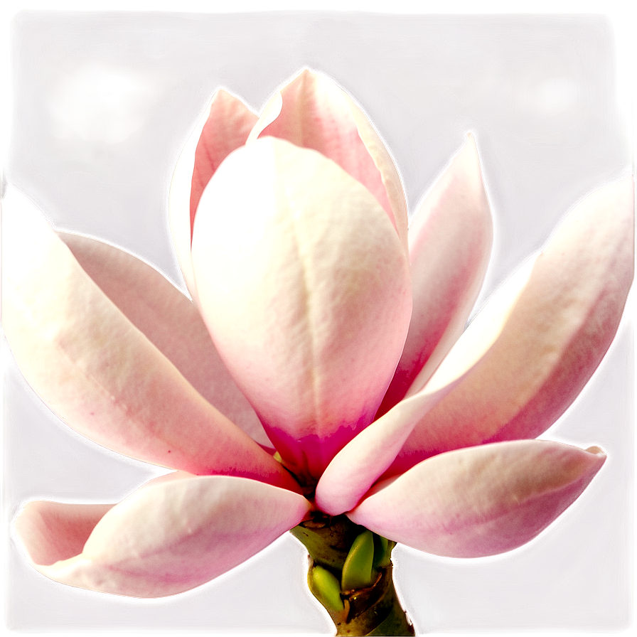 Magnolia Under Moonlight Png Pxg63