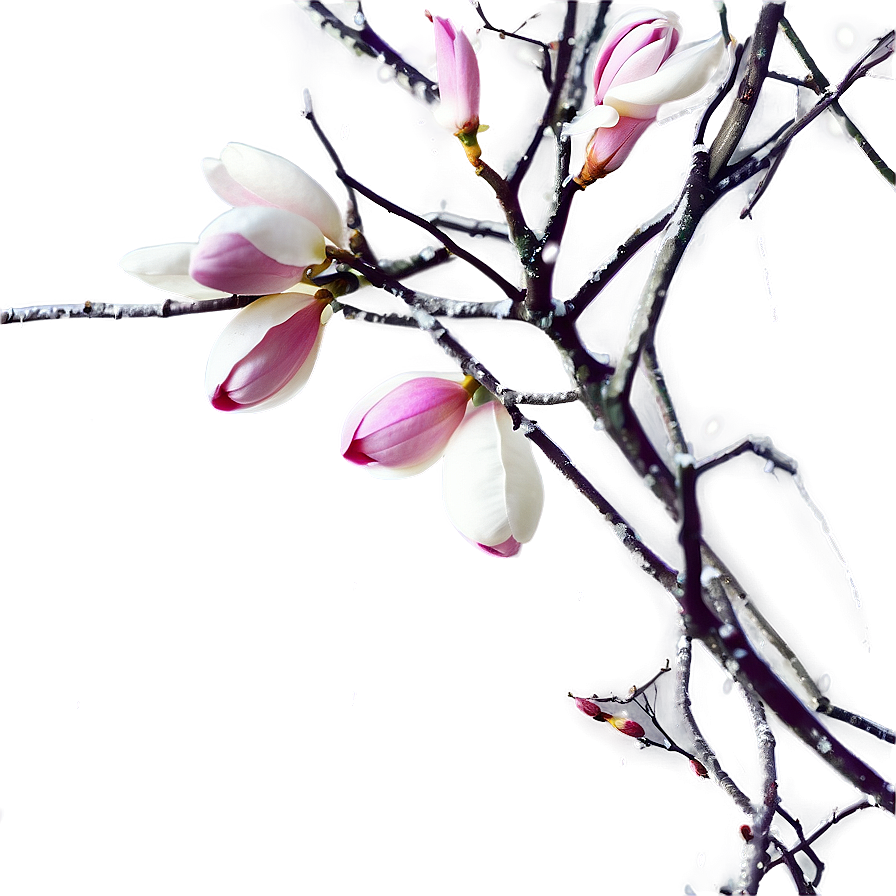 Magnolia Winter Branches Png 06252024