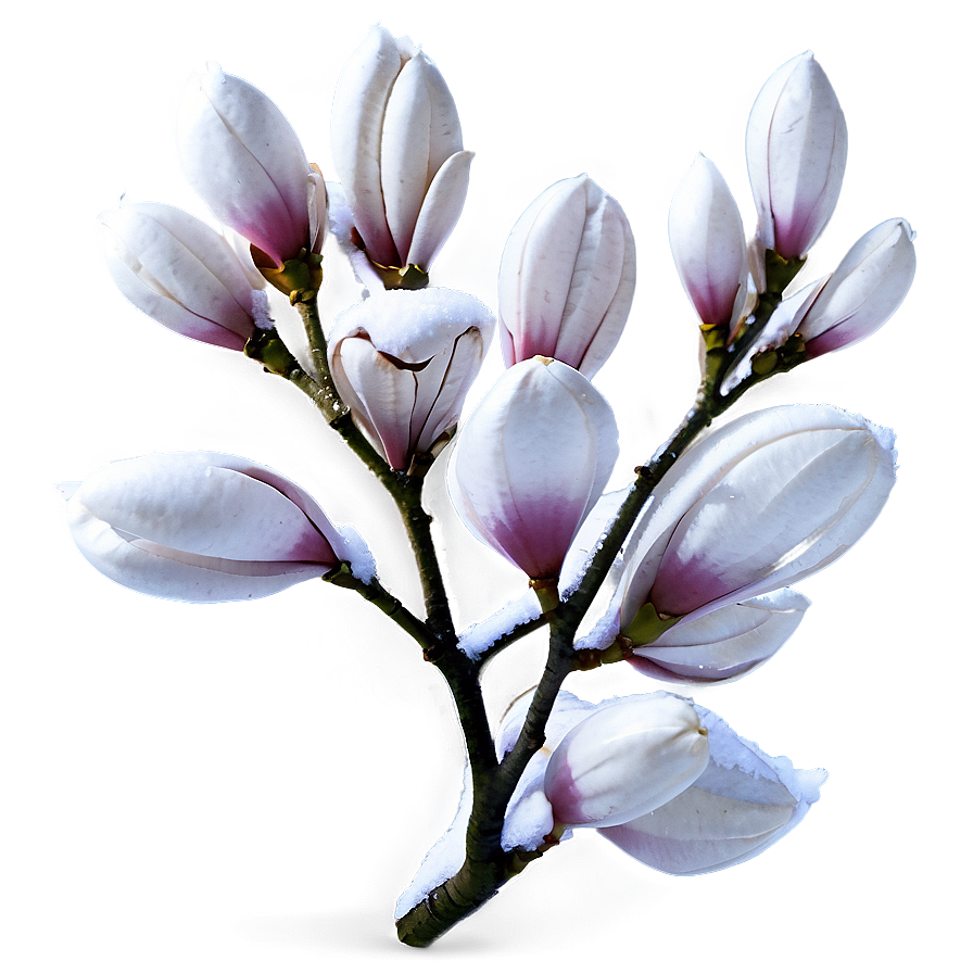 Magnolia Winter Branches Png Dof