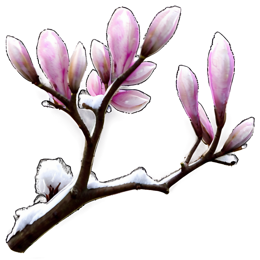 Magnolia Winter Branches Png Vxy98