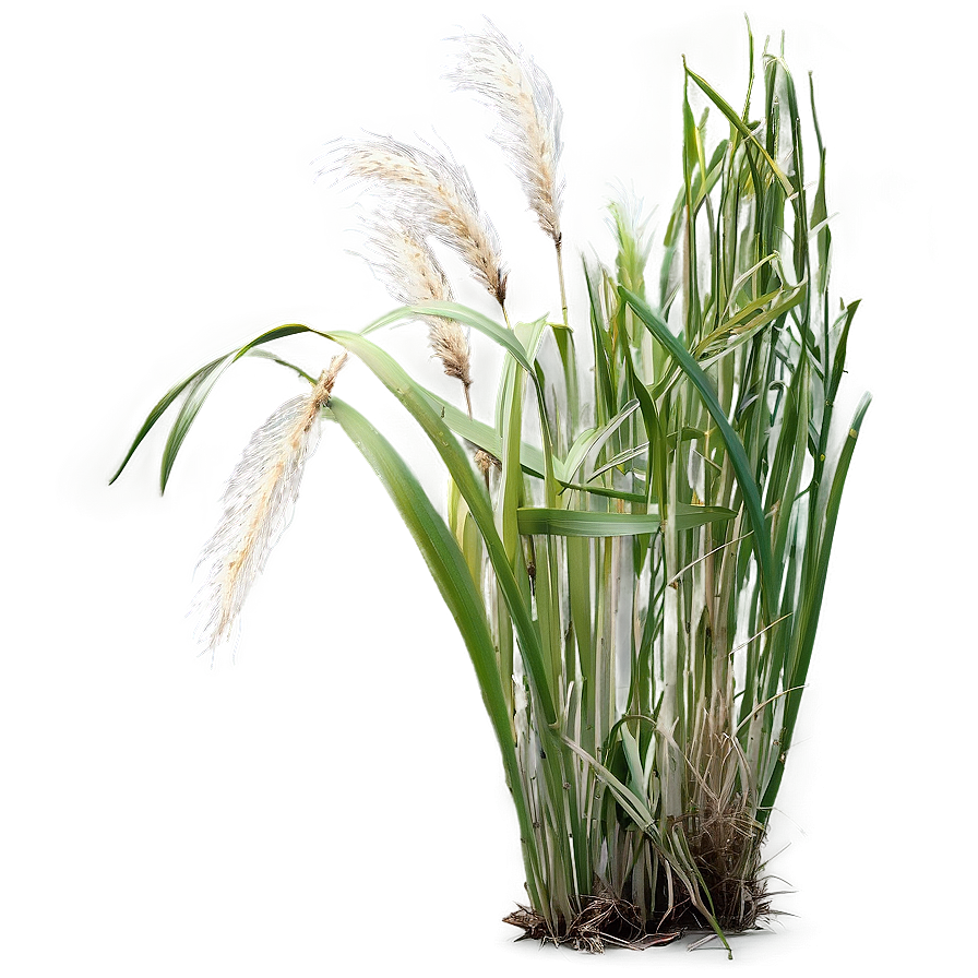 Maiden Grass Design Png 06212024