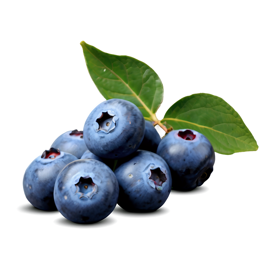 Maine Blueberry Harvest Png Wip11