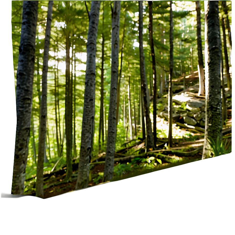 Maine's Forest Wilderness Png Hrv