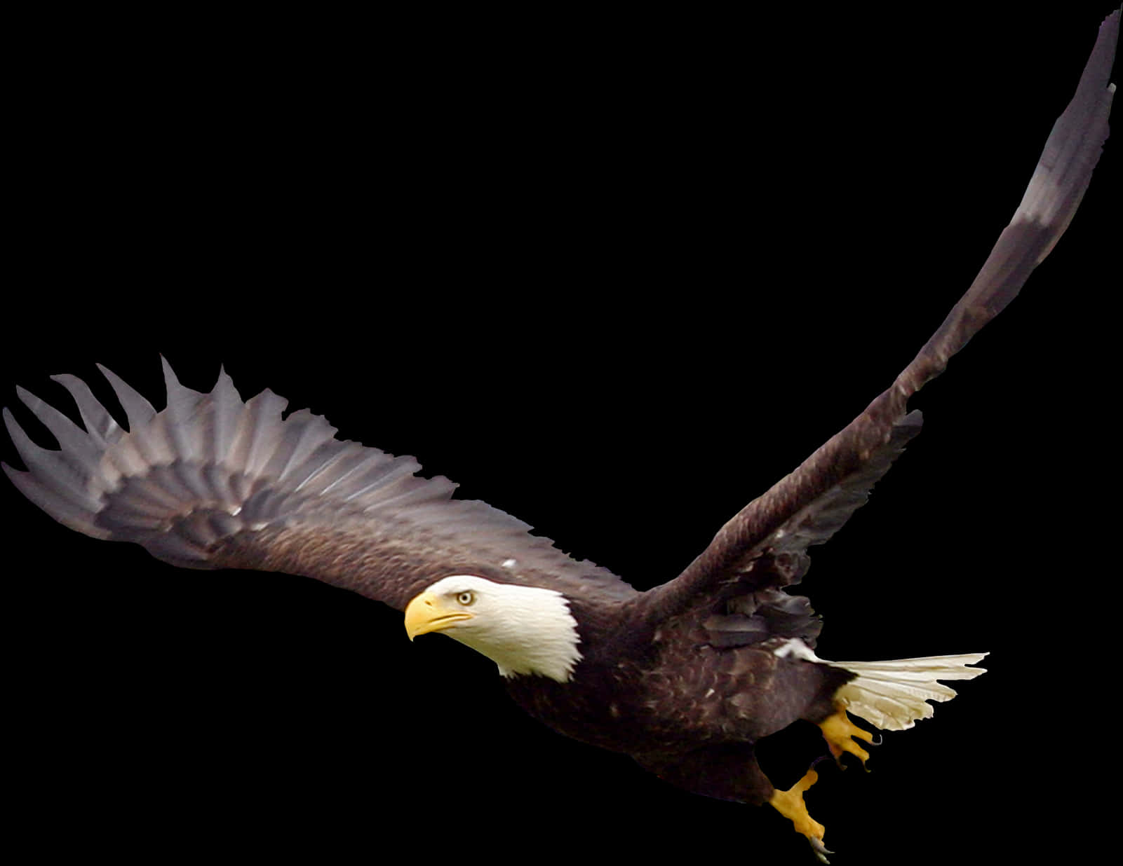 Majestic Bald Eagle In Flight