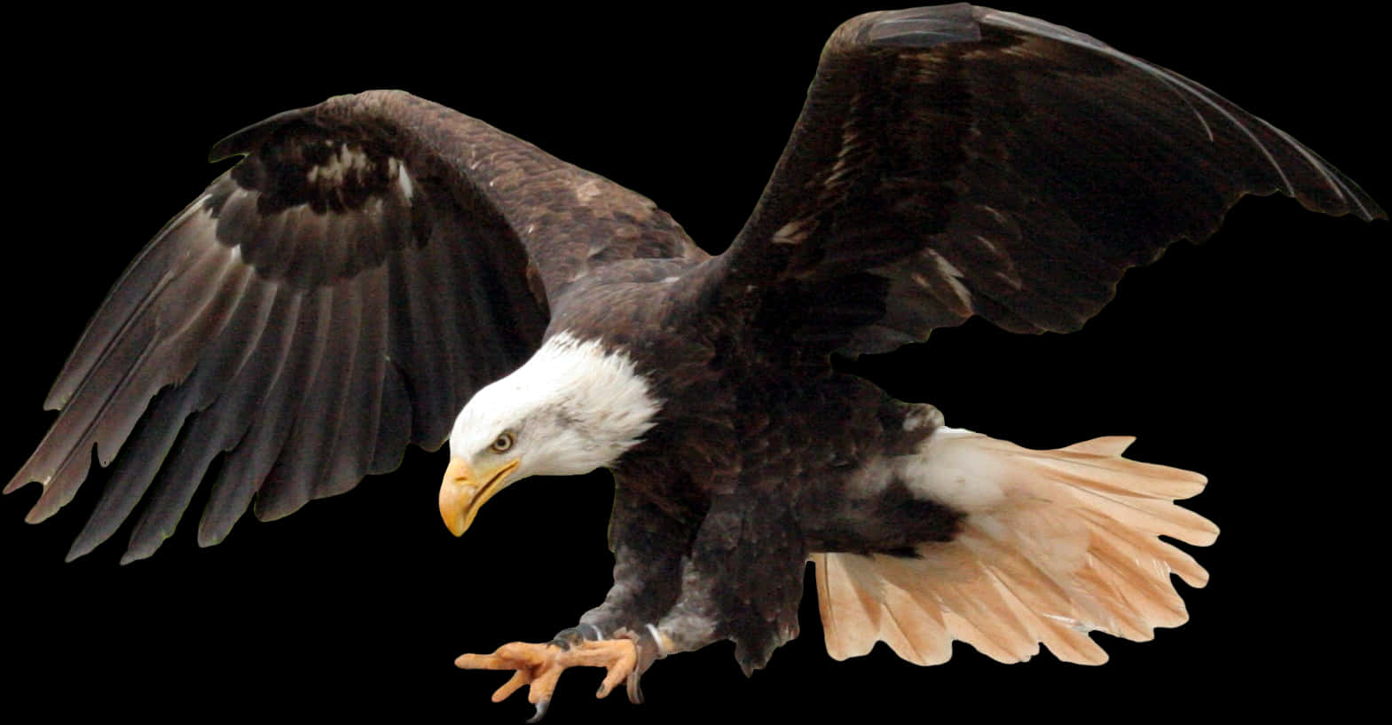 Majestic Bald Eagle In Flight