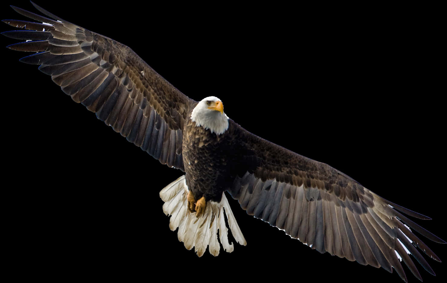 Majestic Bald Eagle In Flight