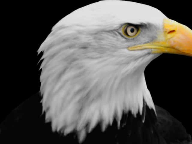 Majestic Bald Eagle Portrait