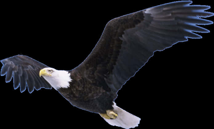 Majestic Bald Eaglein Flight