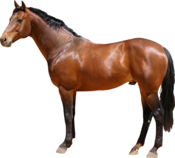 Majestic Bay Horse Standing