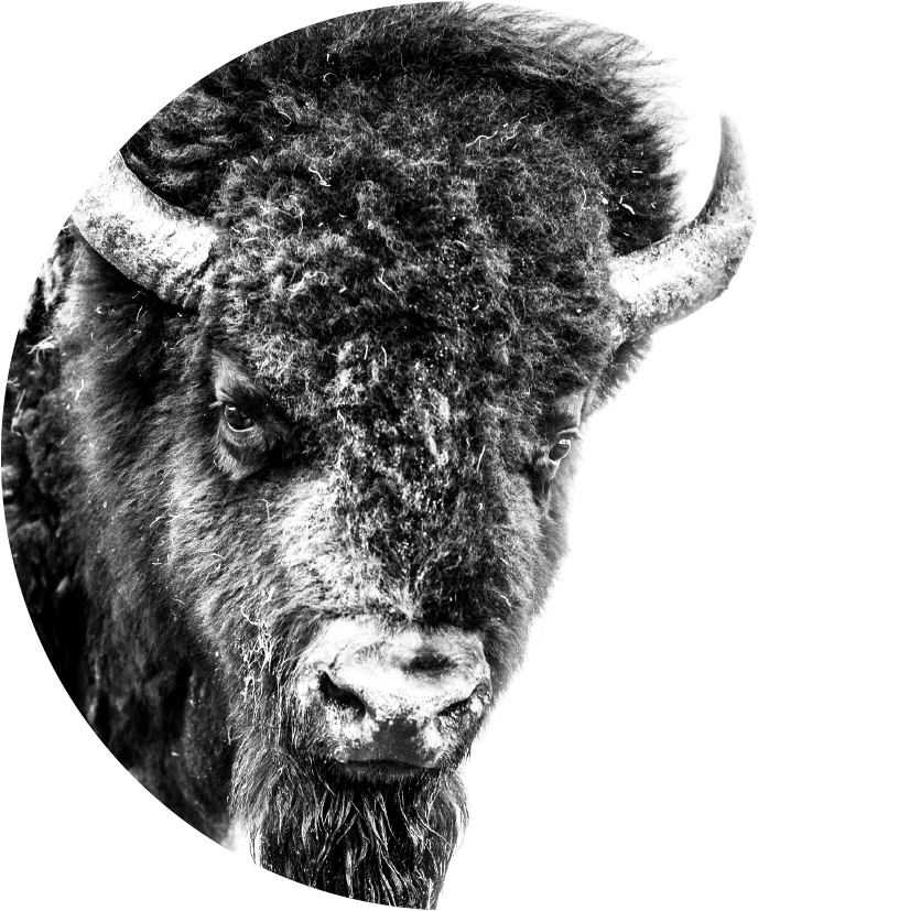 Majestic Bison Portrait