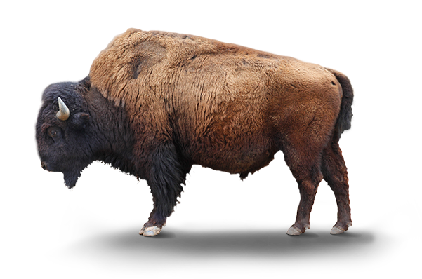 Majestic Bison Standing