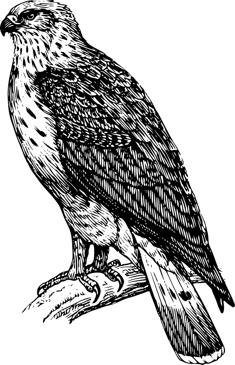 Majestic Black Bird Illustration