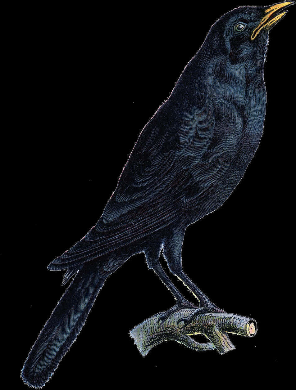 Majestic Black Crow Illustration