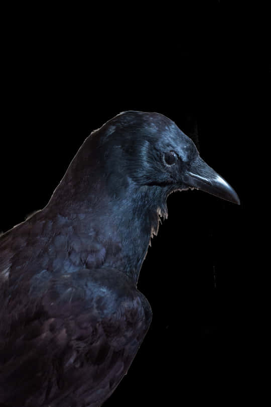 Majestic Black Crow Portrait